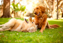 Adaptar la Dieta de tu Perro para el Verano: Consejos Esenciales Silvia Pastor