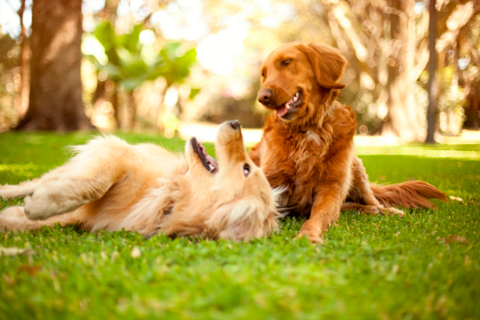 Adaptar la Dieta de tu Perro para el Verano: Consejos Silvia Pastor