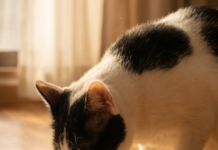 Chef Miau: Alimentación Personalizada para Gatos en España Silvia Pastor