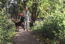 El Buen Tiempo y Su Impacto en las Rutinas y Cuidados de nuestro Perro Silvia Pastor