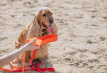 10 consejos para cuidar a tu perro en verano