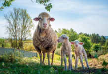 Innovación Sostenible en Piensos Ecológicos para Corderos: El Enfoque de Bifeedoo en Rentabilidad Ovina Silvia Pastor