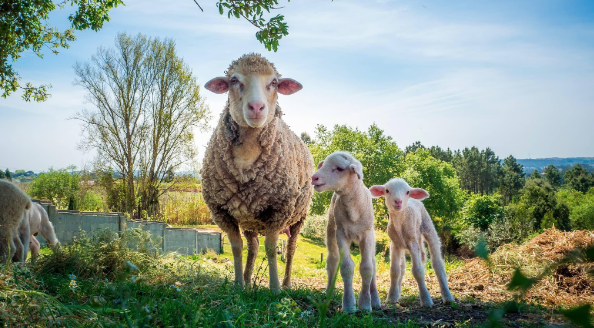 Innovación Sostenible en Piensos Ecológicos para Corderos: El Enfoque de Silvia Pastor