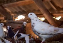 Mejorando el rendimiento estival de los palomos: la importancia de la alimentación ecológica Bifeedoo destaca la importancia de la alimentación ecológica en palomos para mejorar su rendimiento en verano