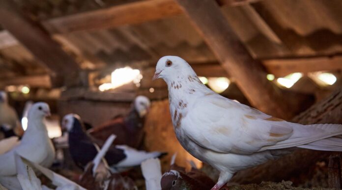 Mejorando el rendimiento estival de los palomos: la importancia de Bifeedoo destaca la importancia de la alimentación ecológica en palomos para mejorar su rendimiento en verano