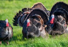 Aumento Del Rendimiento Y Bienestar De Pavos Con Pienso Ecológico En Otoño Bifeedoo analiza cómo el pienso ecológico para pavos mejora el rendimiento en otoño y refuerza su bienestar