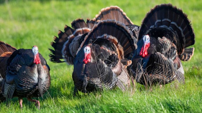 Aumento Del Rendimiento Y Bienestar De Pavos Con Pienso Ecológico Bifeedoo analiza cómo el pienso ecológico para pavos mejora el rendimiento en otoño y refuerza su bienestar