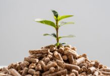 Beneficios del Pienso Ecológico en el Futuro Sostenible de la Ganadería según Bifeedoo Beneficios del pienso ecológico